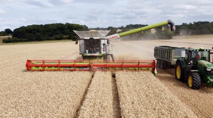 L F Papworth Ltd combining winter wheat at Tuttington 