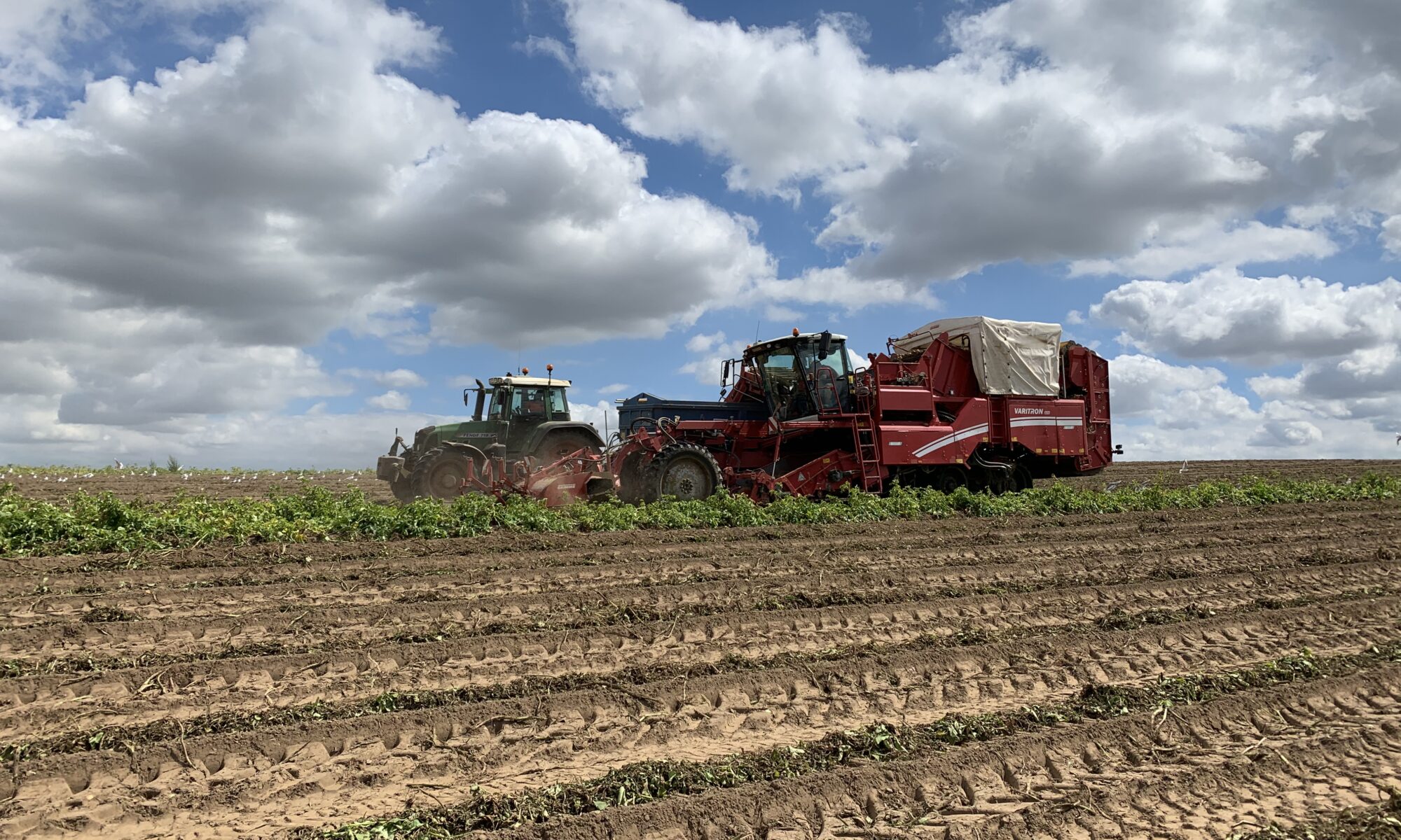 Harvesting potatoes at Felmingham