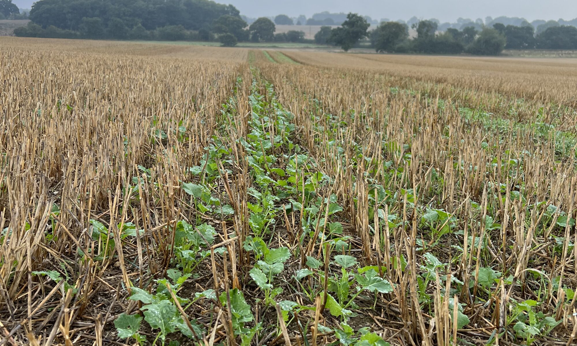 Direct drilled oilseed rape