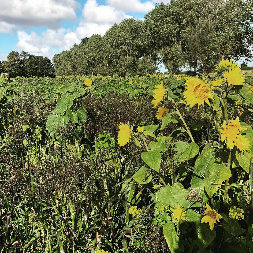 Countryside stewardship