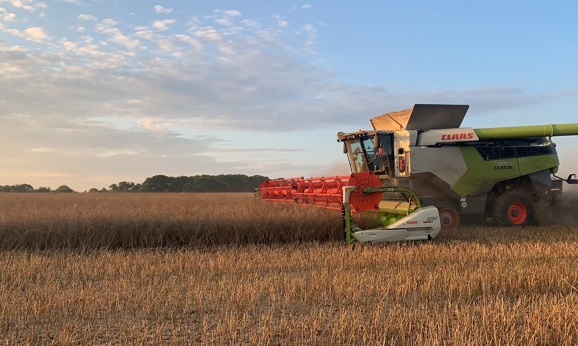 L F Papworth Ltd harvesting oilseed rape