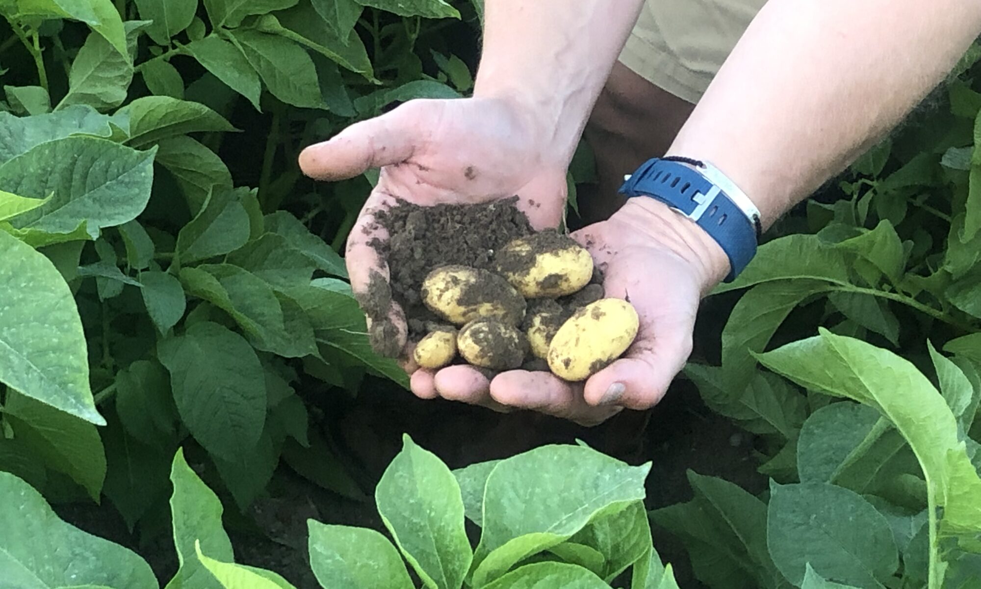 Salad potatoes at L F Papworth Ltd