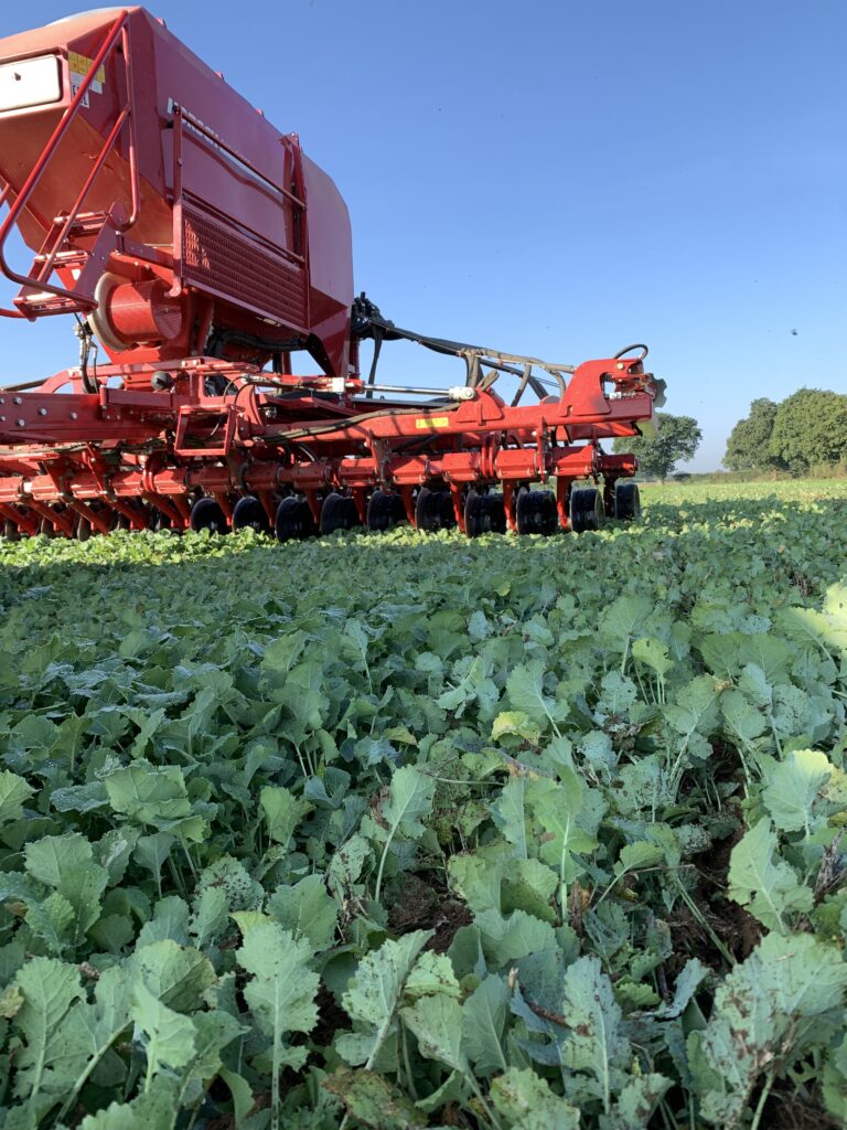 Direct drilling into ourseed rape stubble