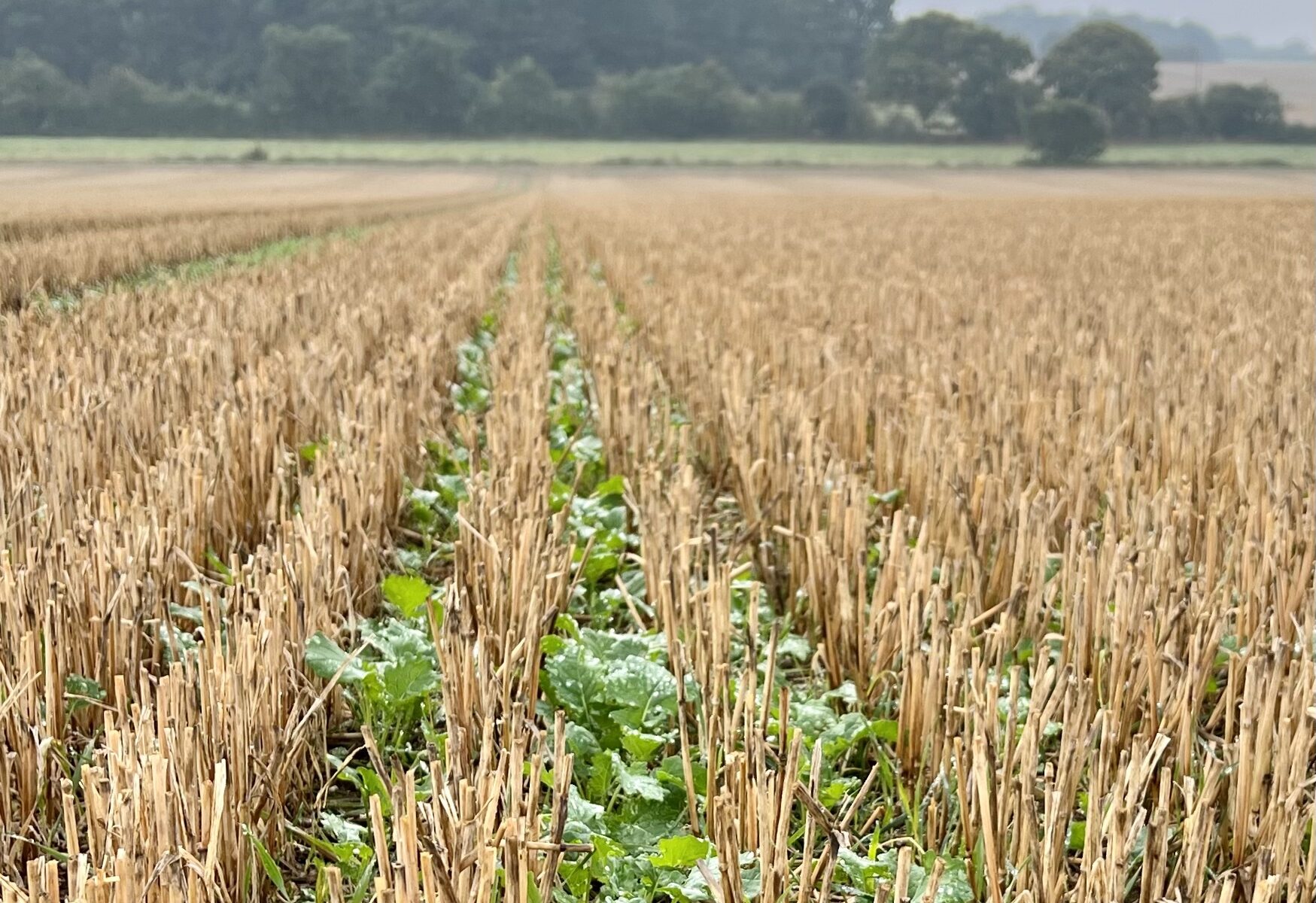 Oilseed Rape, drilled direct into wheat stubble