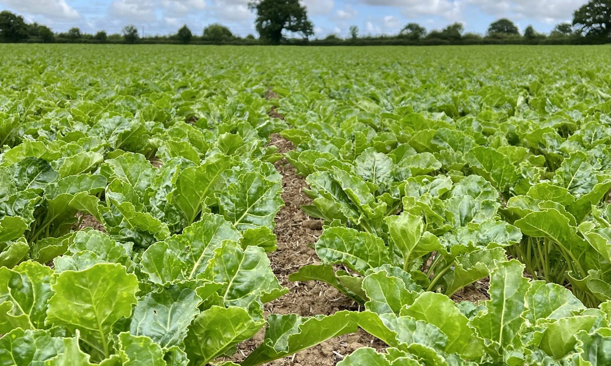 Sugar Beet in May