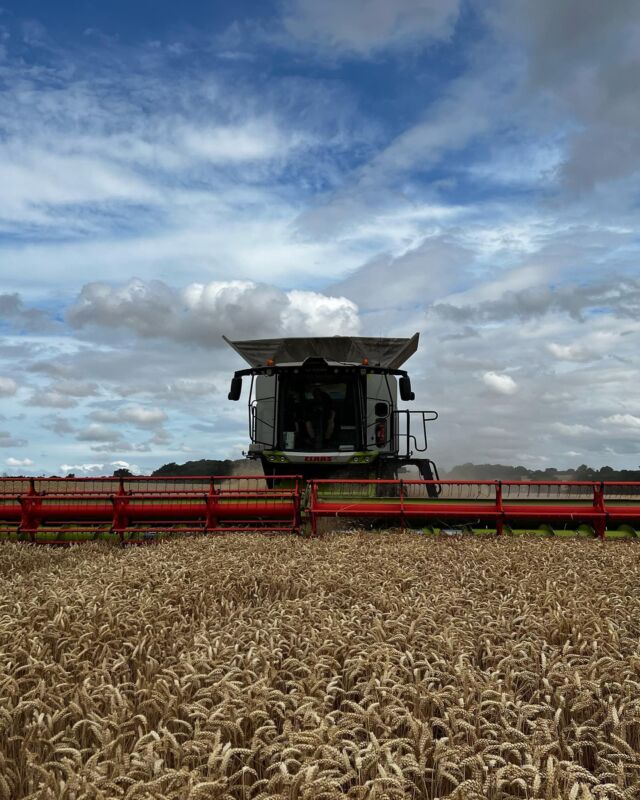 Half way through harvest 2022. 

Can you spot the hare ? 

#harvest22 #harvest2022
@claas_uk @claasmanns