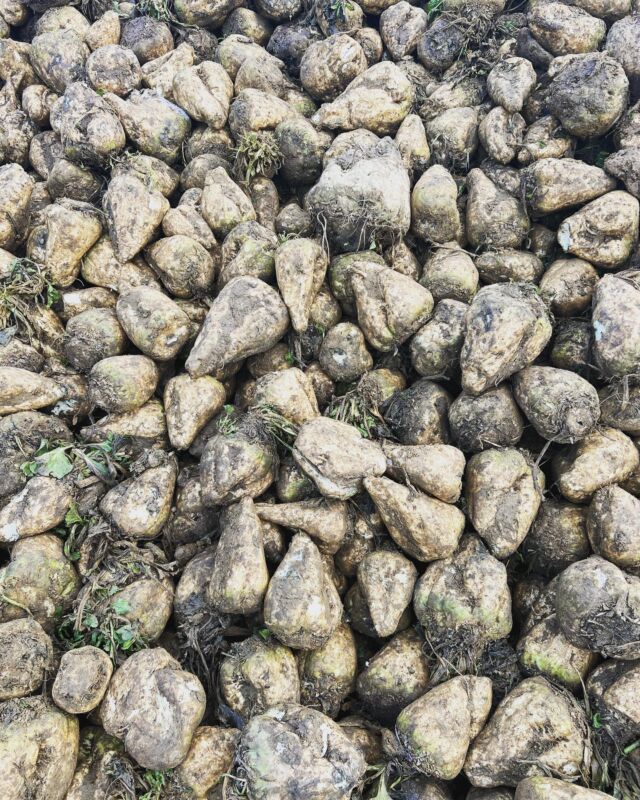 Sugar Beet season continues. These beet will be delivered to @backbritishsugar Wissington after the closure of Cantley.

Fortunate not to have been affected too badly by frosts - sympathy for those who have been.  #sugarbeet