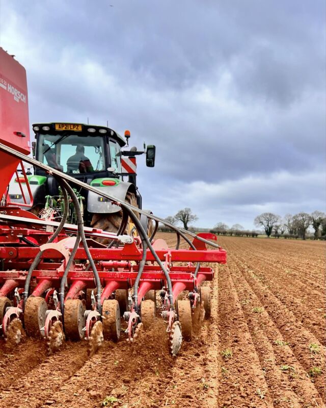 Spring Barley after Sugar Beet. Land is finally drying out. #spring24