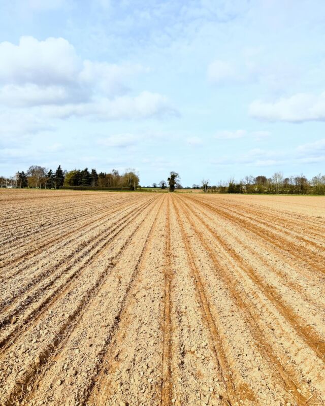 Sugar Beet drilling 2024 #sugarbeet #spring2024