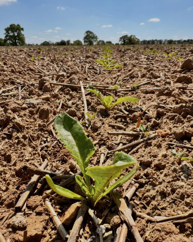 Sugar Beet looking fabulous today - just in time for the first flush of aphids.