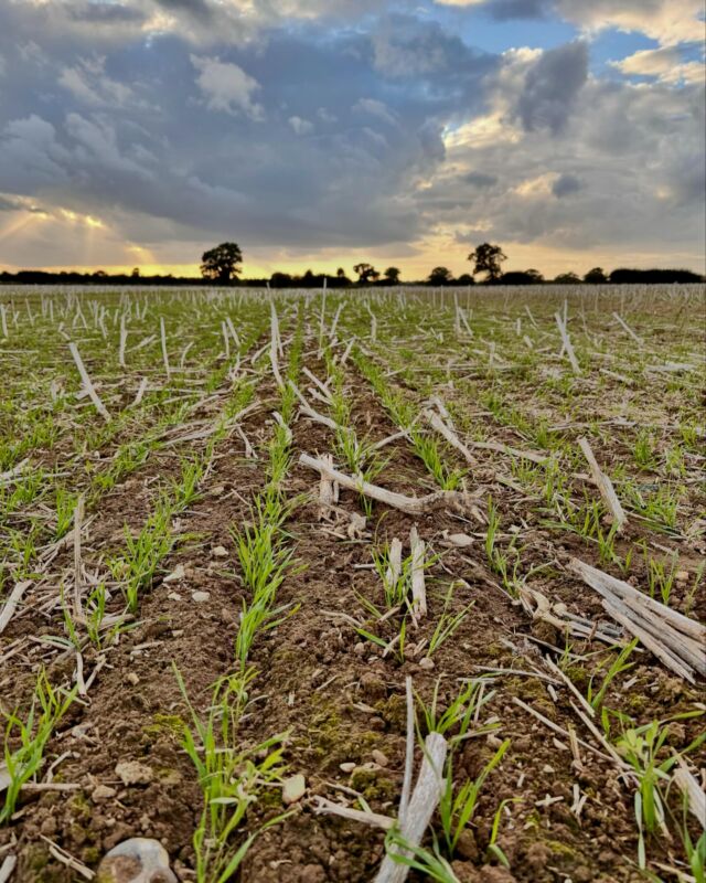 Crop walking tonight.
Wheat for harvest 2025, direct drilled with a companion of vetch into rape stubble 3 weeks ago. Good for soil, the environment and workload with lower cost and higher yield. 
Love this system.